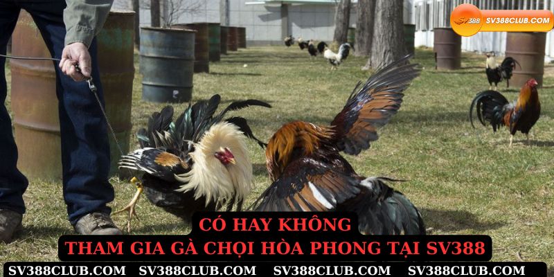 Có hay không tham gia gà chọi hòa phong tại Sv388