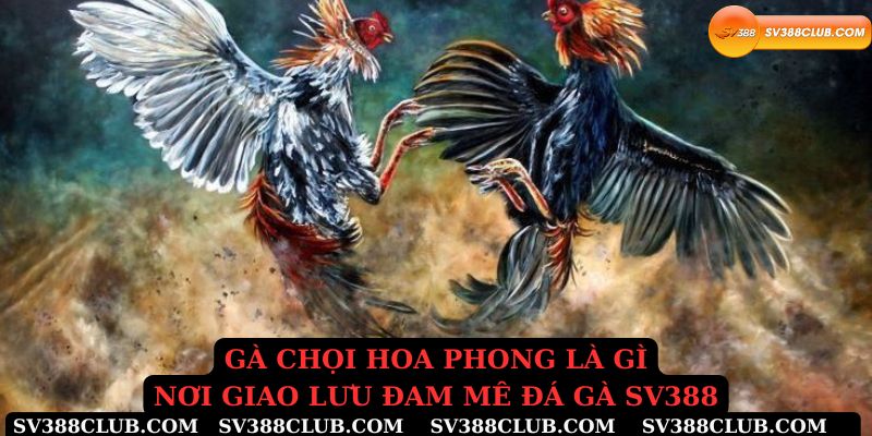 Gà chọi hoa phong là gì, nơi giao lưu đam mê đá gà Sv388