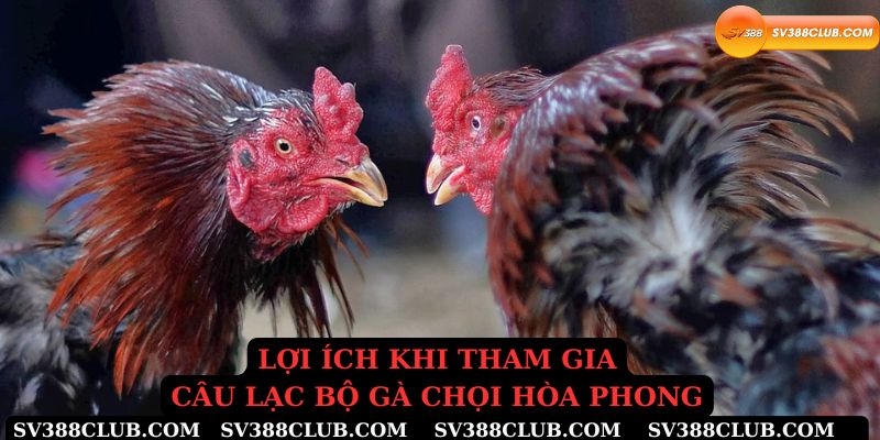 Lợi ích khi tham gia câu lạc bộ gà chọi hòa phong