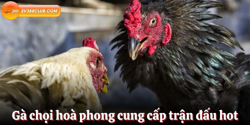 Gà chọi hoà phong cung cấp hàng loạt trận đấu hot mỗi ngày