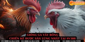 Giống gà vảy rồng chiến kê được săn lùng nhất tại sv388